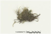 藏品(蔭生羽蘚)的圖片